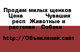 Продам милых щенков › Цена ­ 1 000 - Чувашия респ. Животные и растения » Собаки   